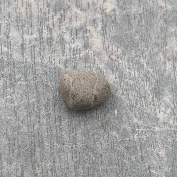Petoskey stone - Picture 5 of 8
